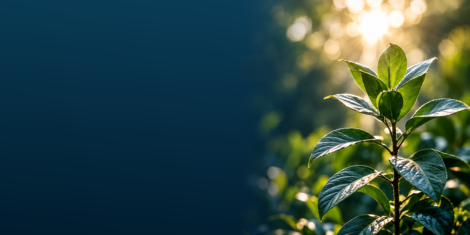 Ung planta i solljus